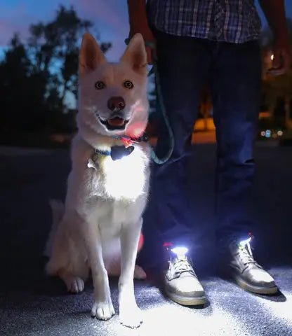 How To Keep Your Dog Safe Walking At Night - Croc Lights®