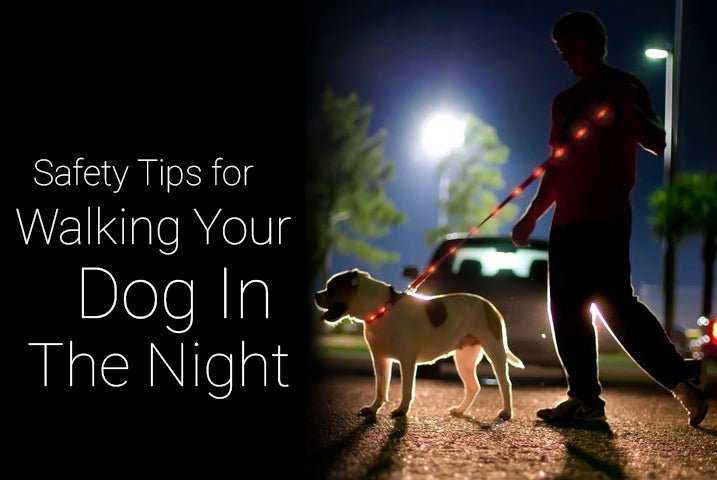 Nighttime Dog Walking: Pay Attention to These 5 Points - Croc Lights®