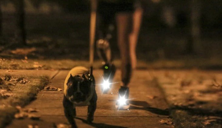 What to Pay Attention to When Walking Your Dog at Night? - Croc Lights®
